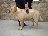 LABRADOR - BROSSAGE 069